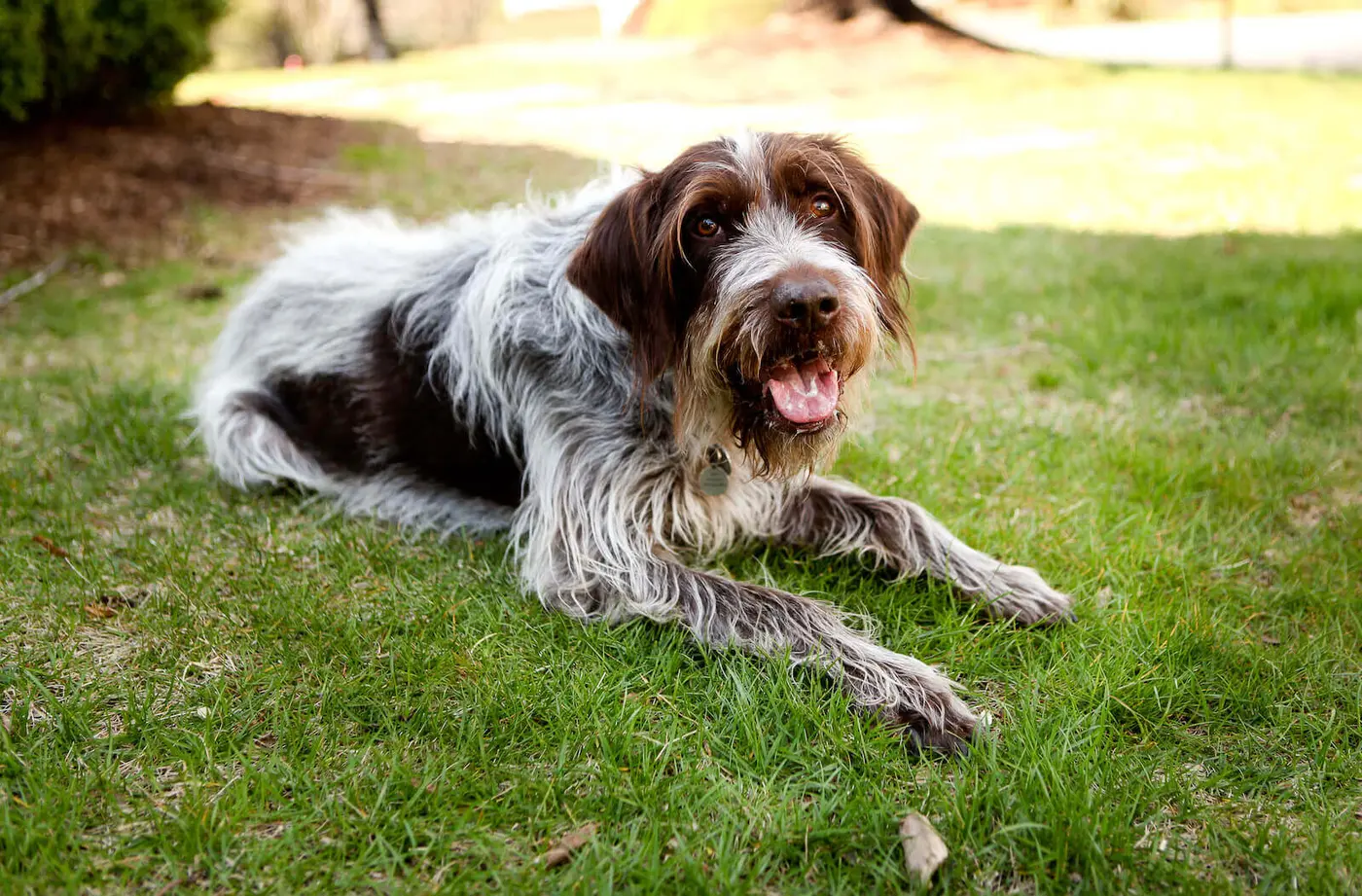 Wirehaired Pointing Griffon breed photo