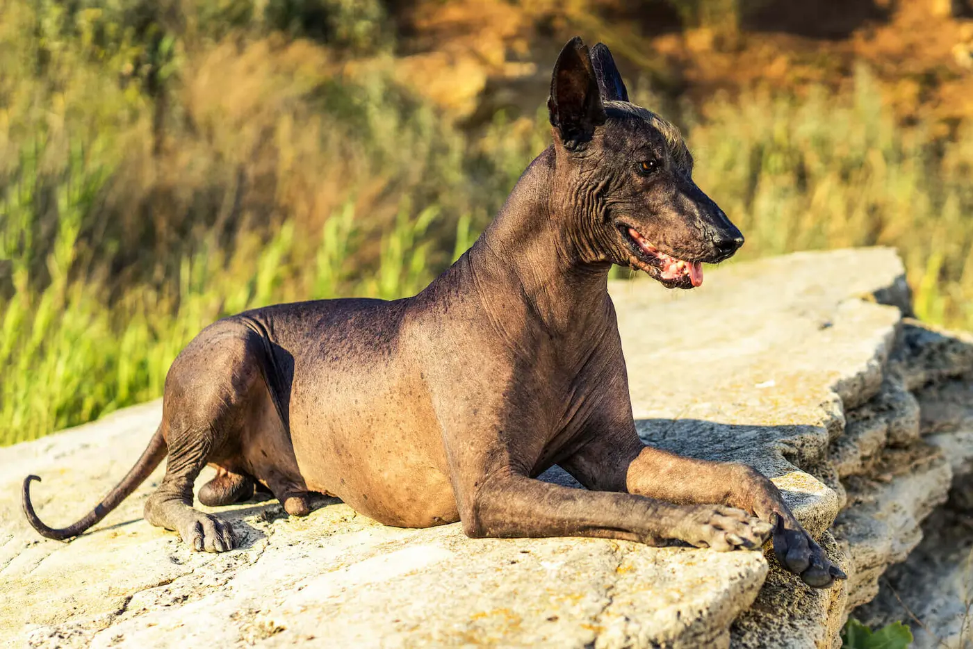 Xoloitzcuintli breed photo