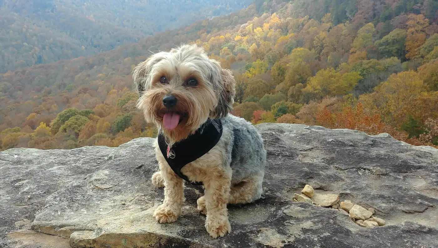 Yorkipoo breed photo