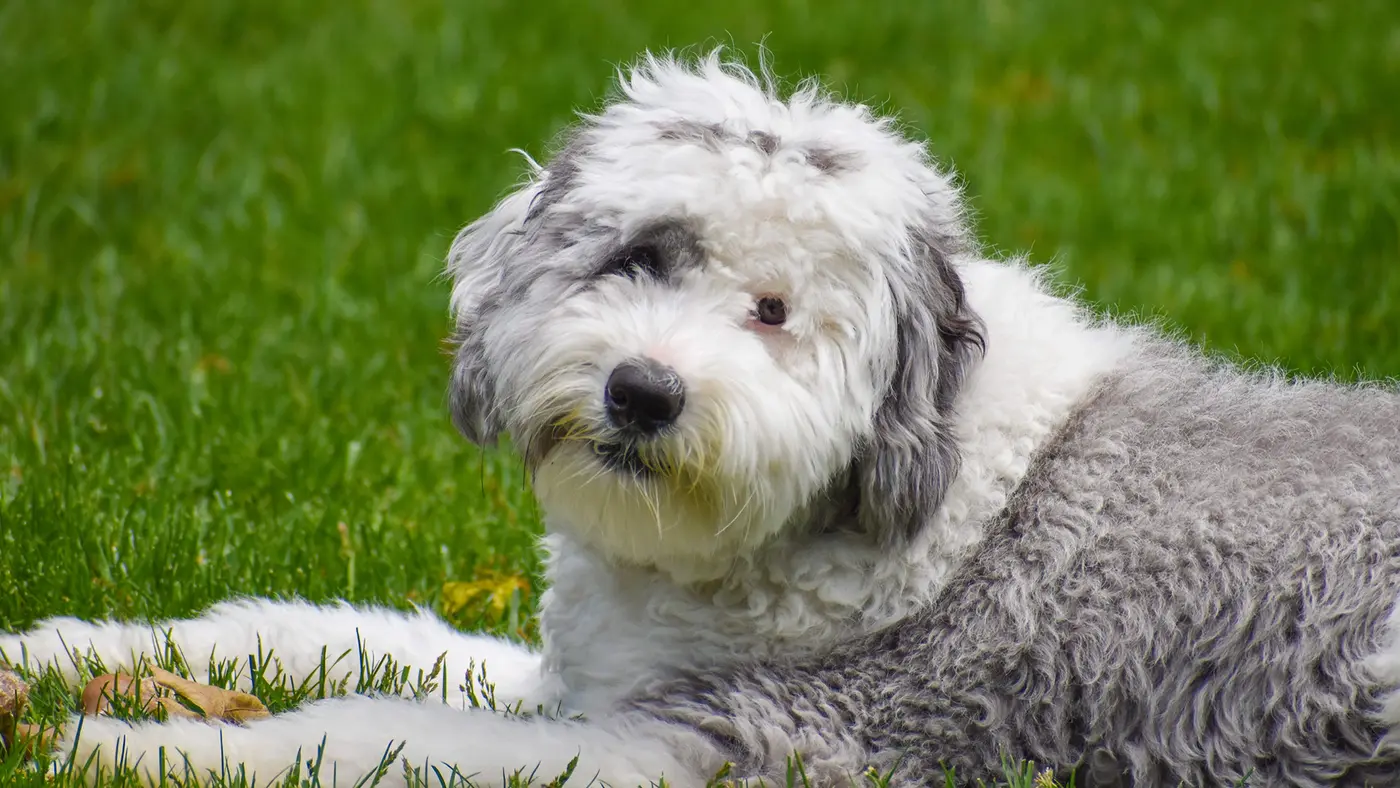 Sheepadoodle breed photo