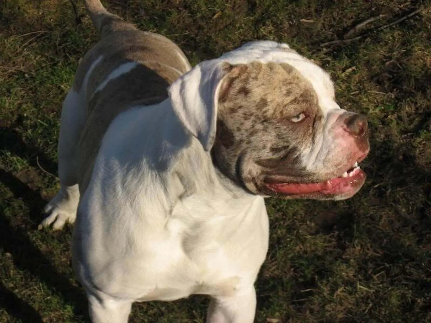 Alapaha Blue Blood Bulldog breed photo