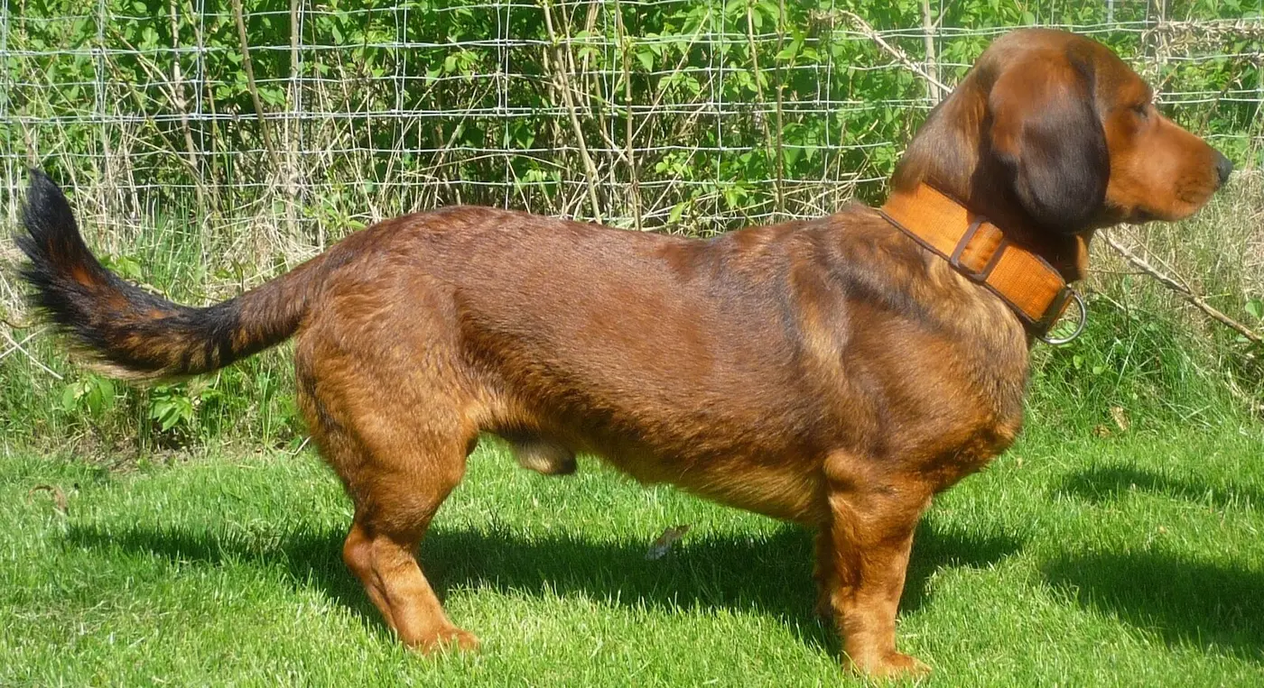 Alpine Dachsbracke breed photo