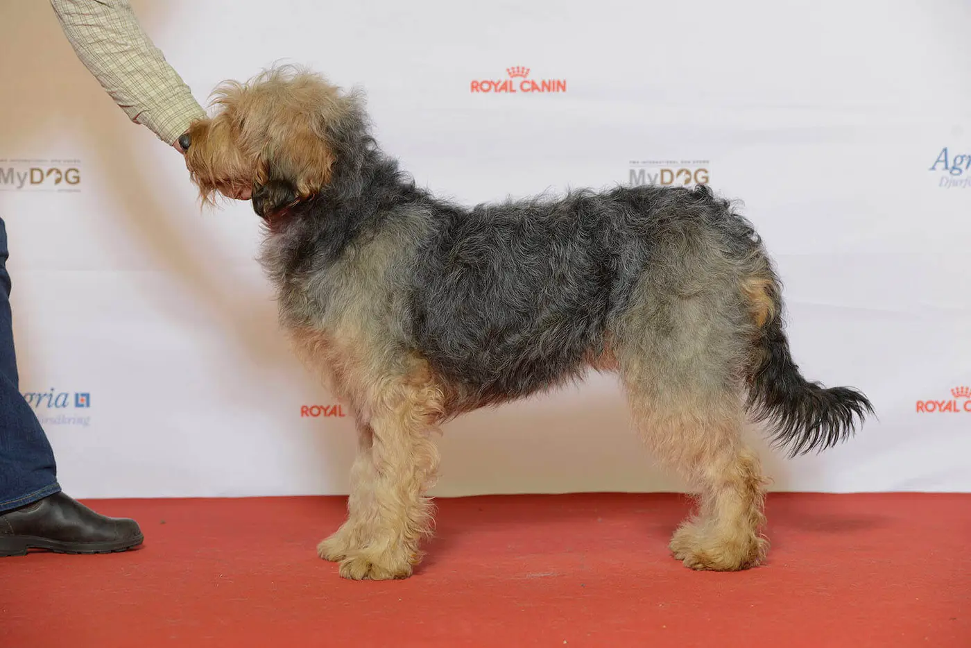 Barak breed photo