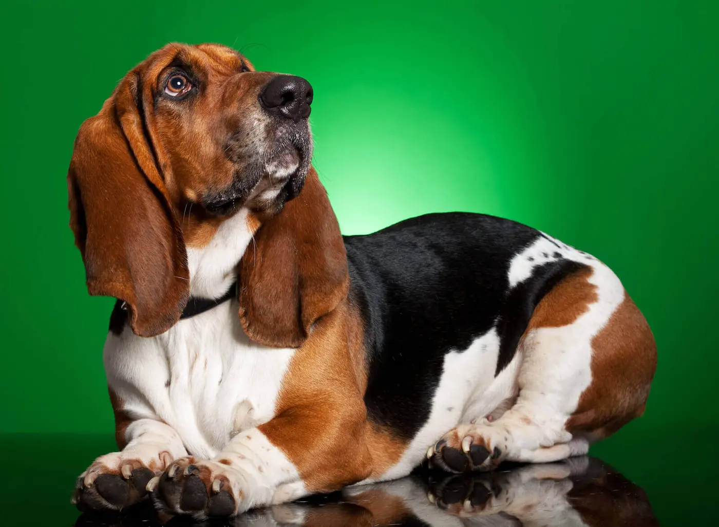 Basset Artesien Normand breed photo