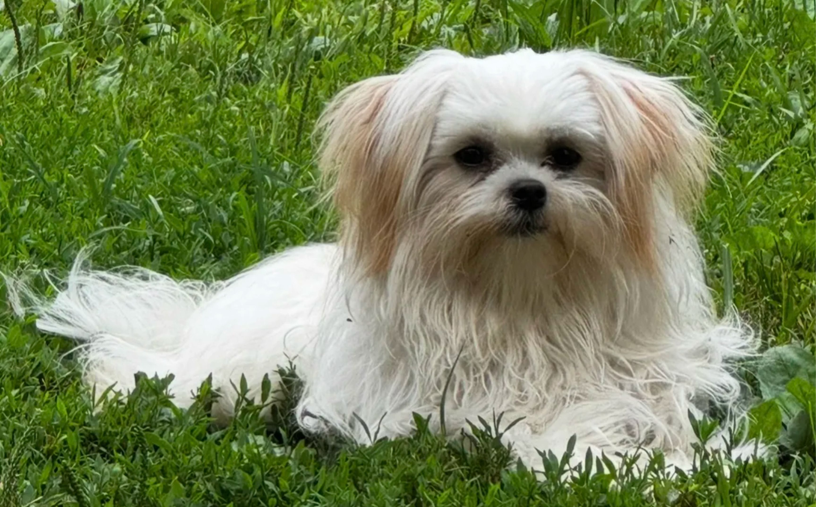 Mi-ki breed photo
