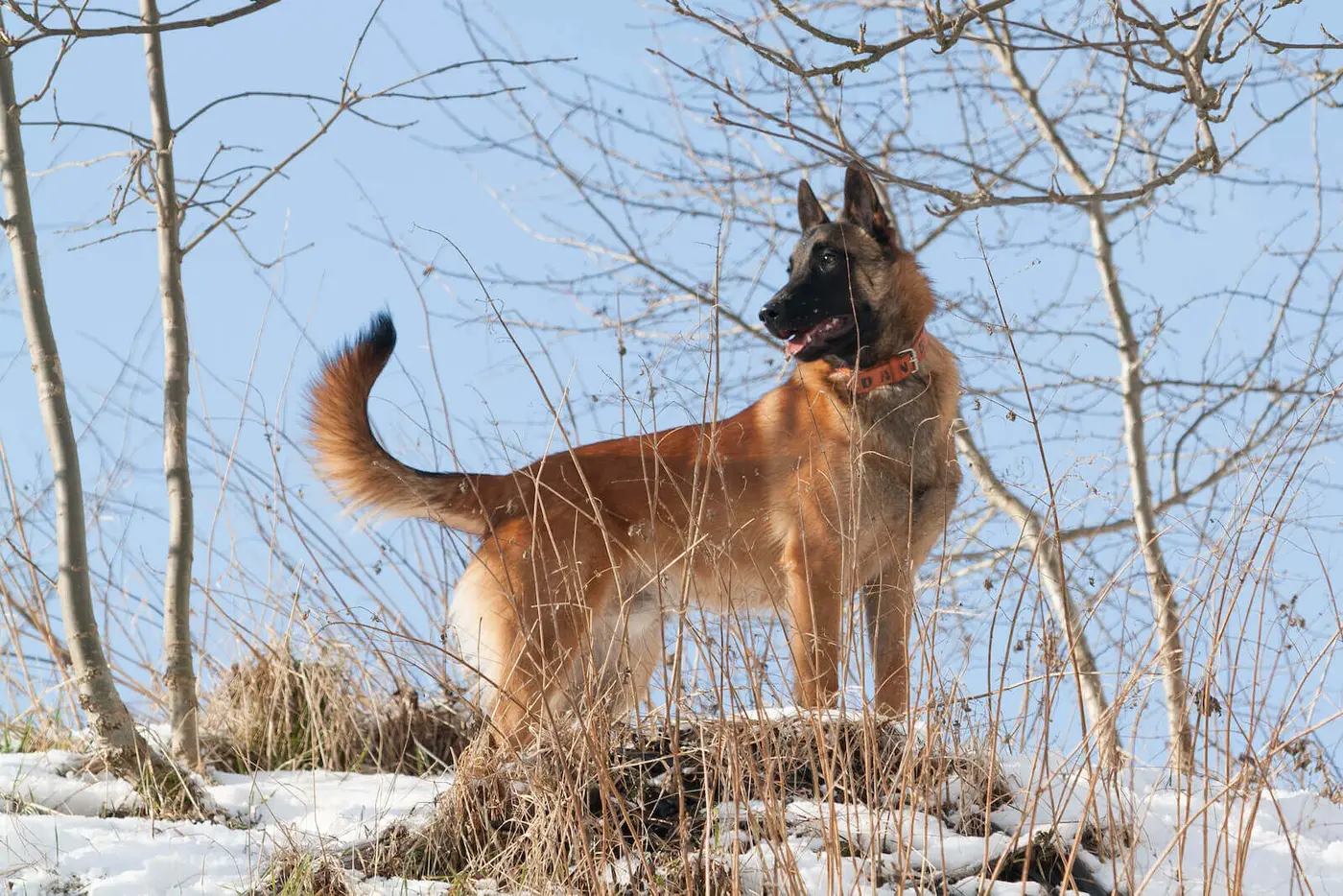 Belgian Laekenois breed photo