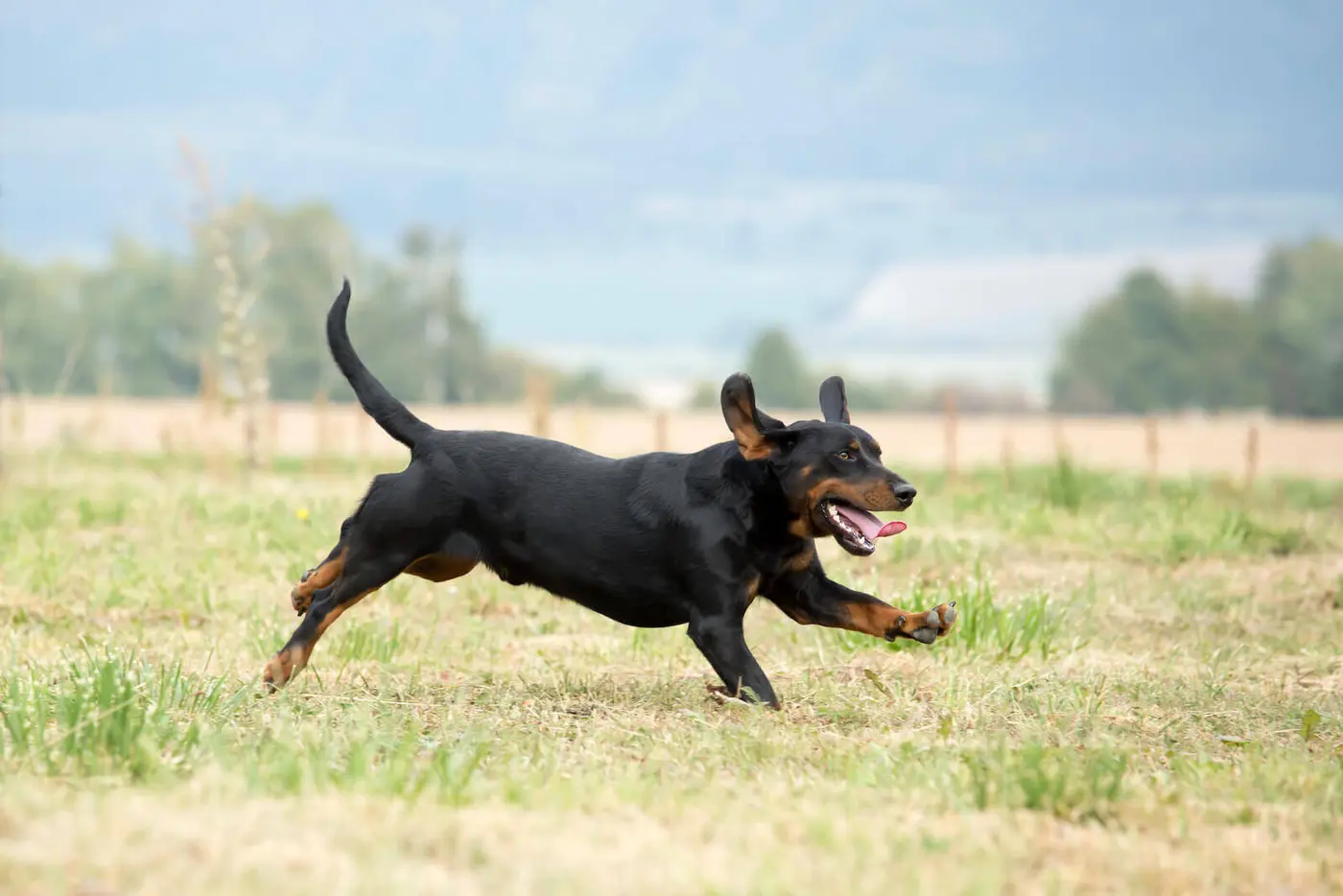 Black Forest Hound breed photo