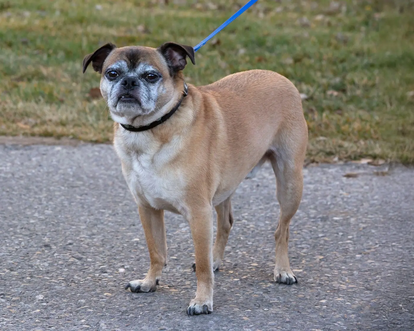 Bugg breed photo