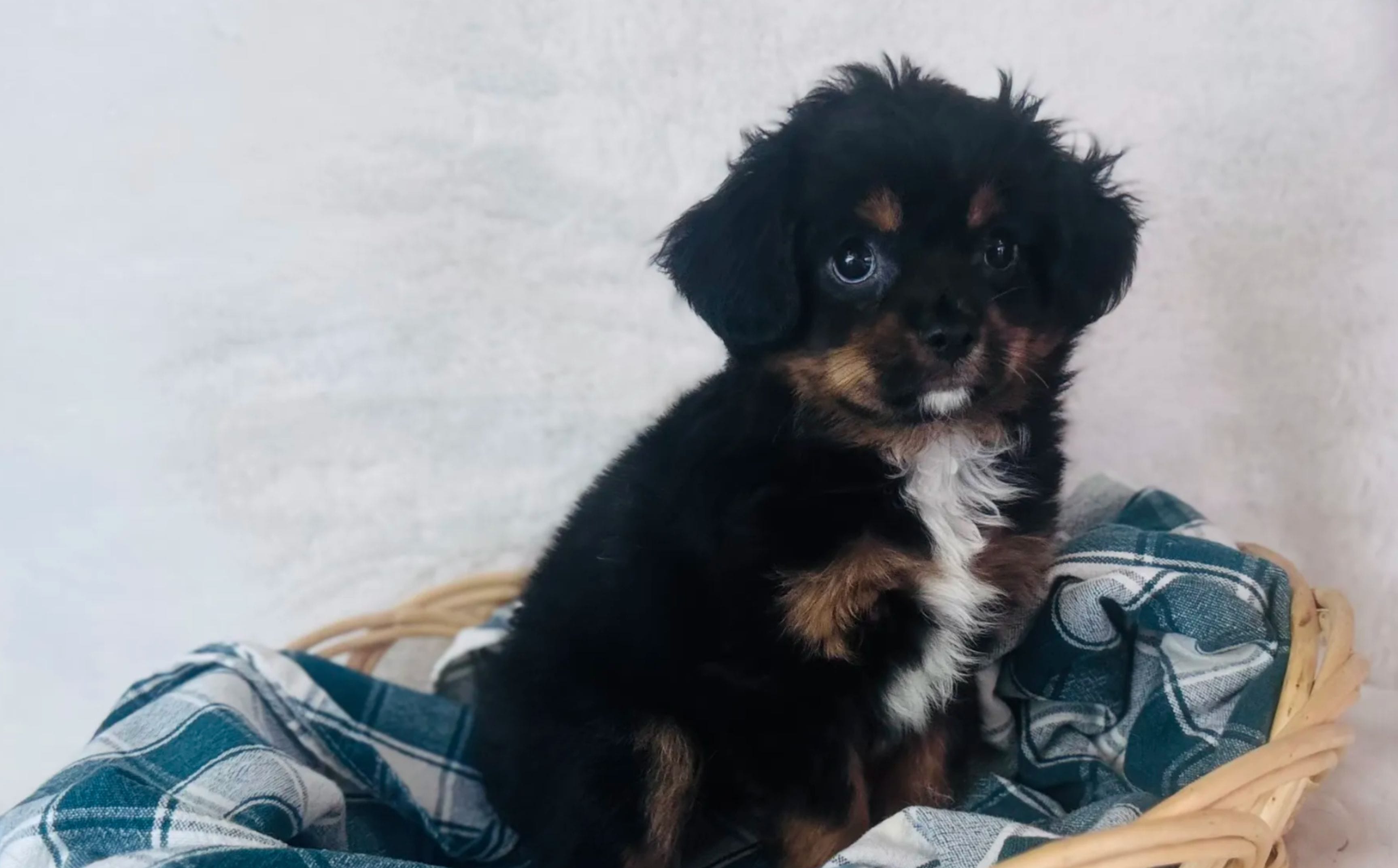 Cavapom breed photo