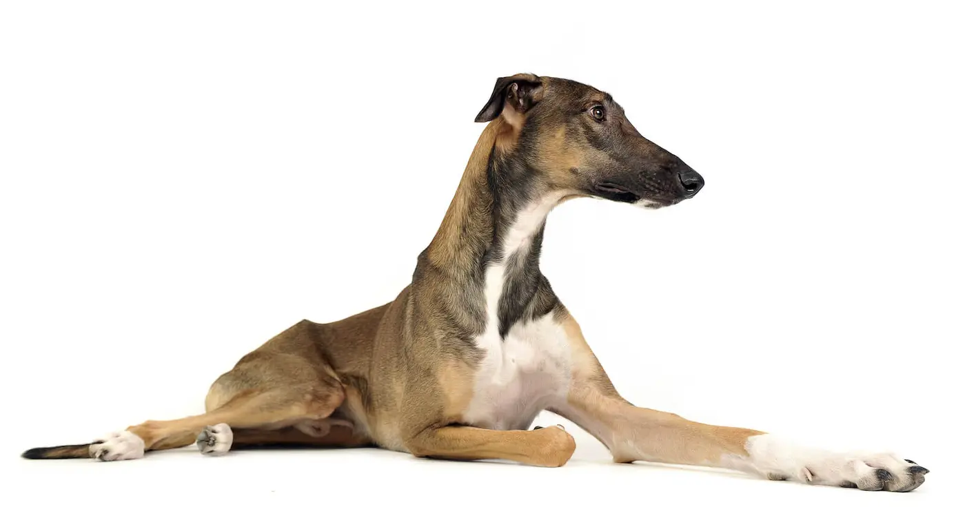 Chart Polski breed photo