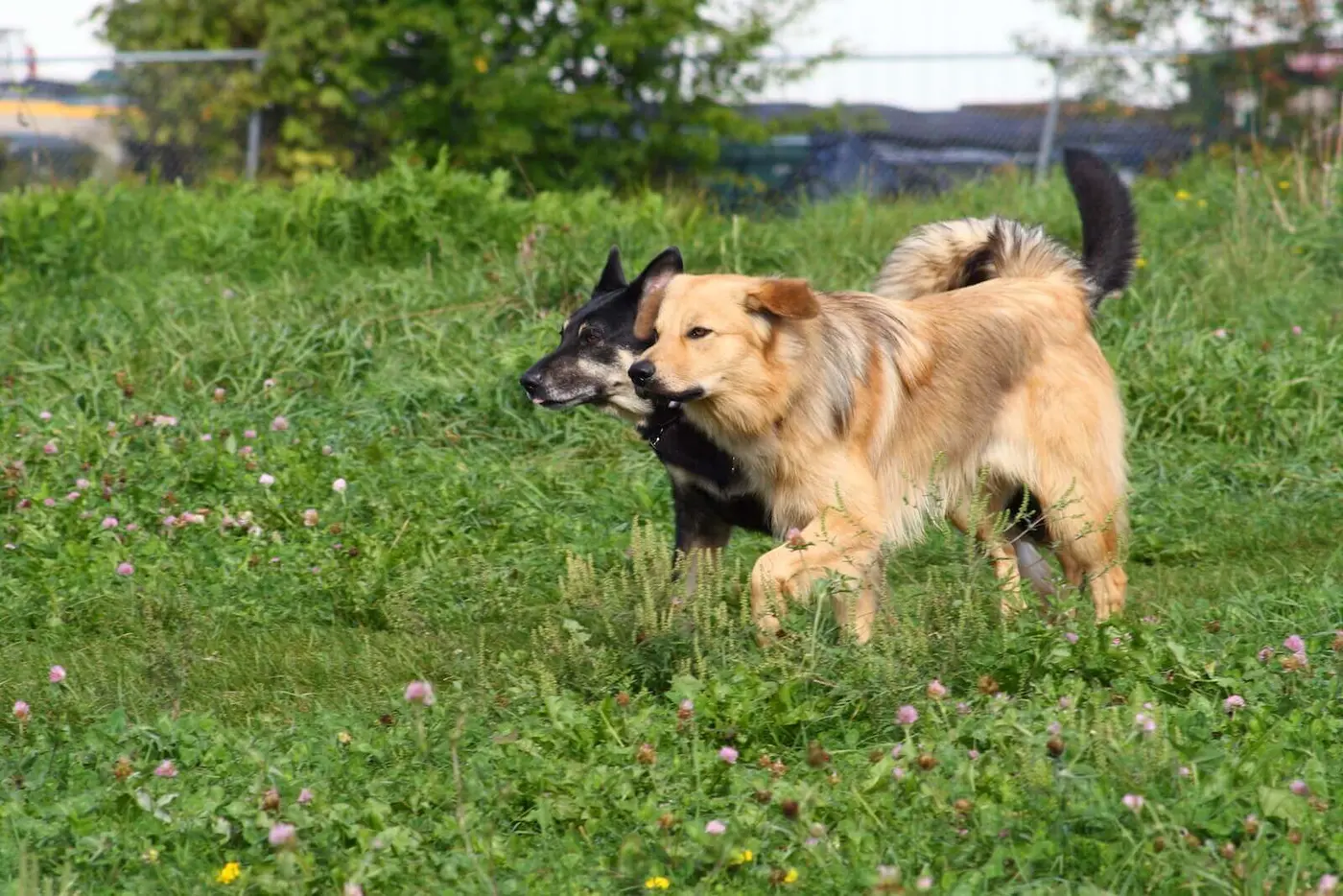 Chinook breed photo