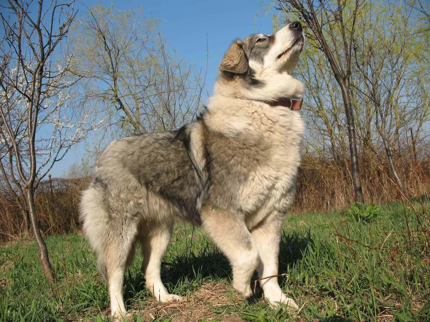 Romanian Mioritic Shepherd breed photo
