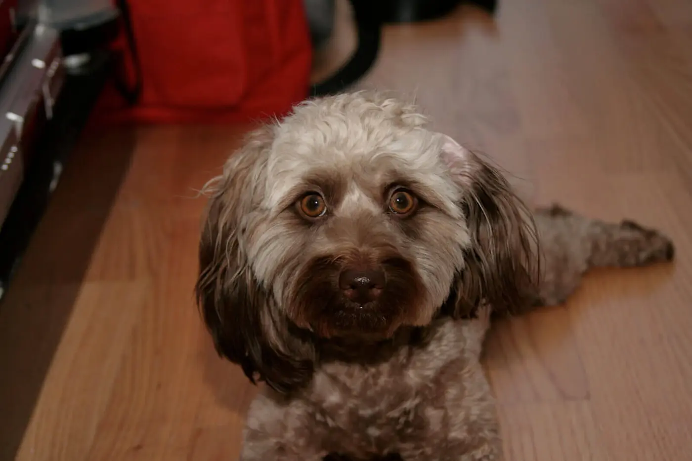 Doxiepoo breed photo