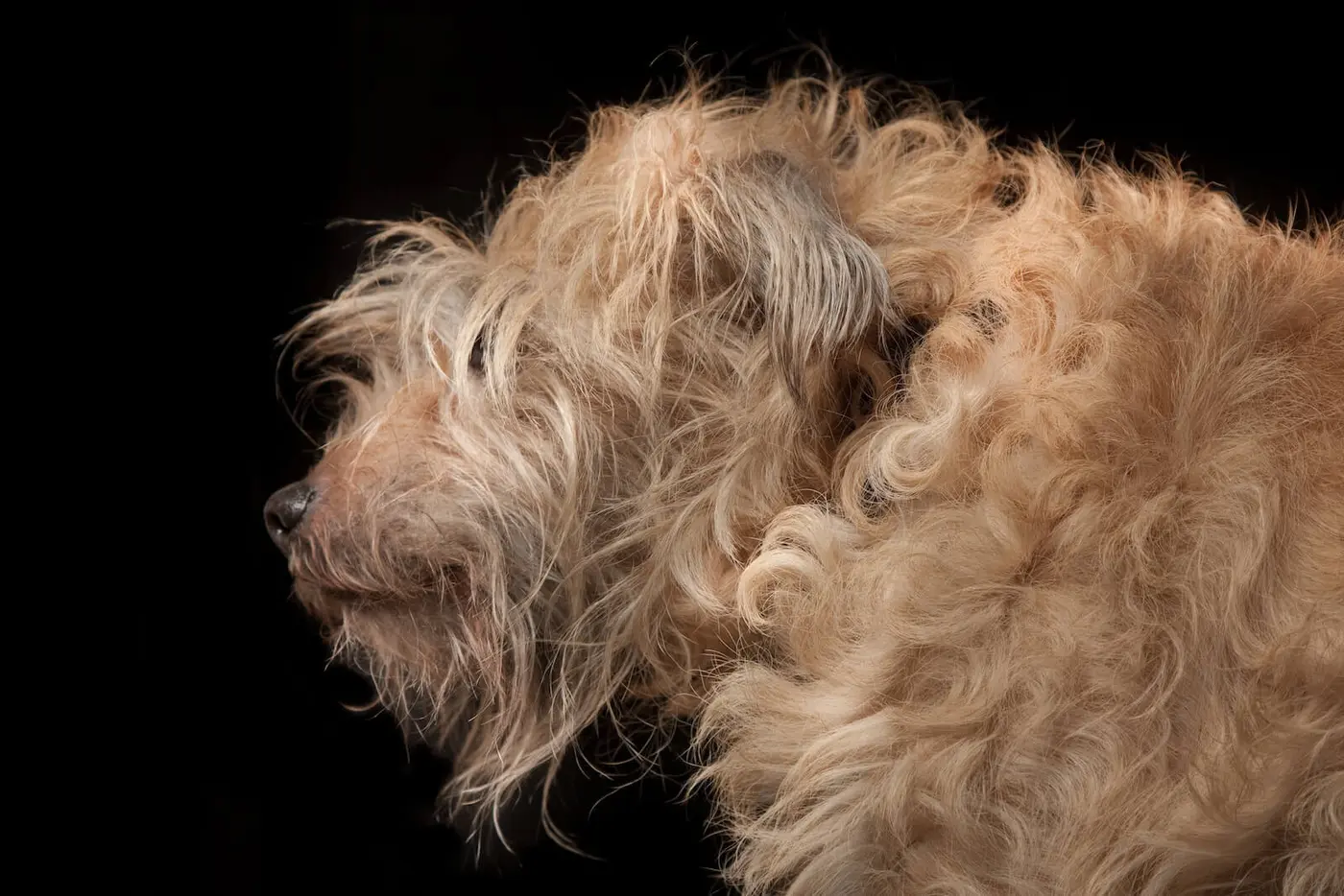 Dutch Smoushond breed photo