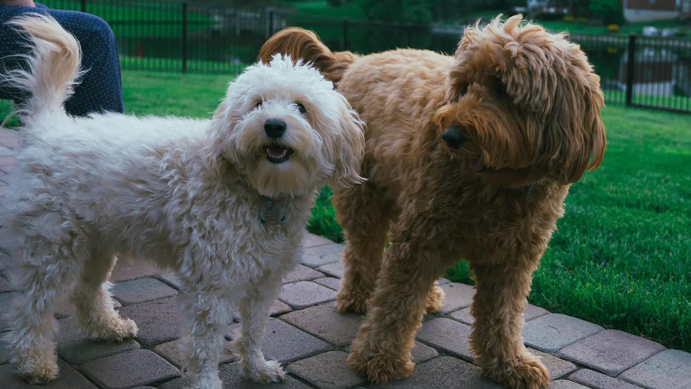 Miniature Goldendoodle breed photo