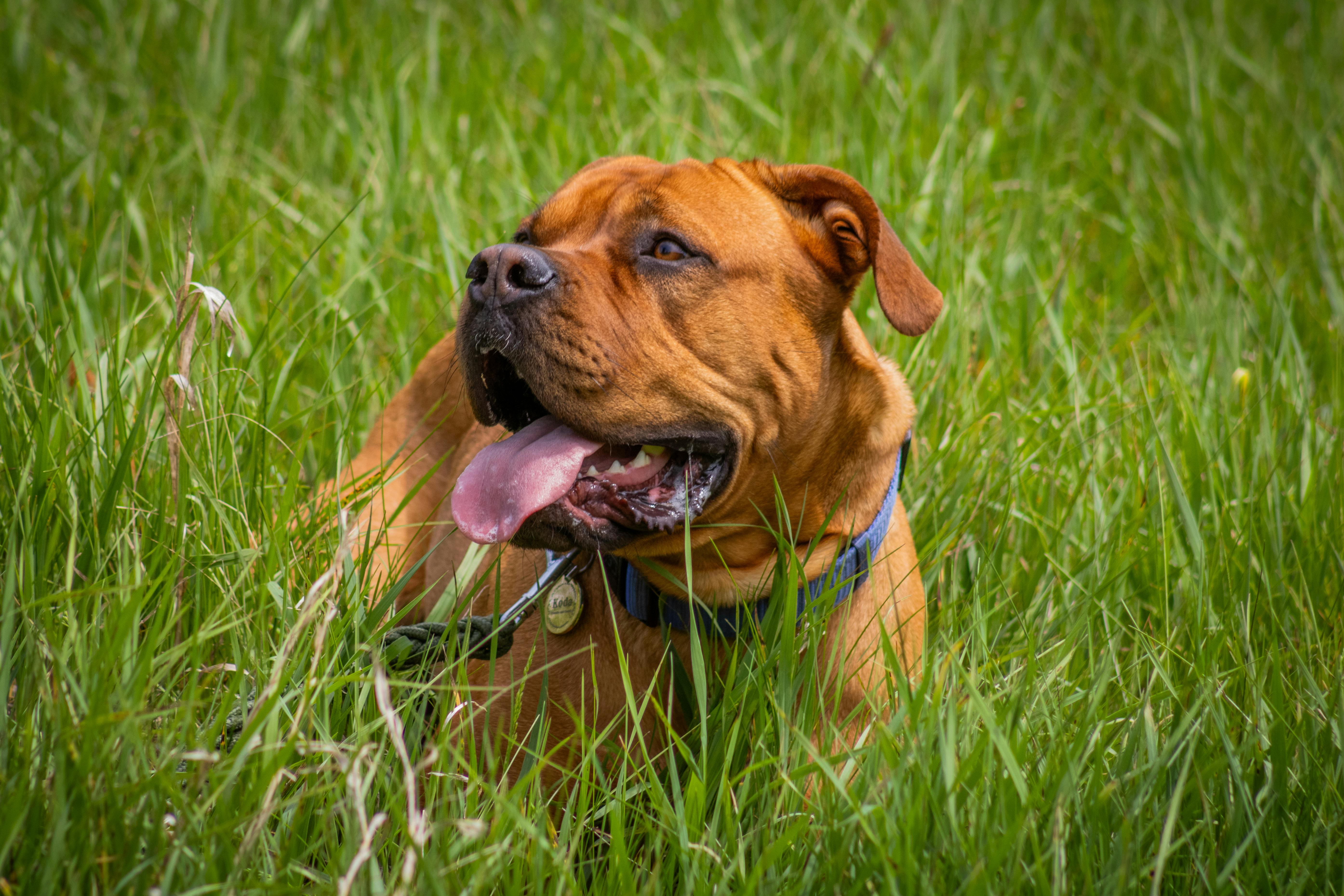 American Mastiff breed photo