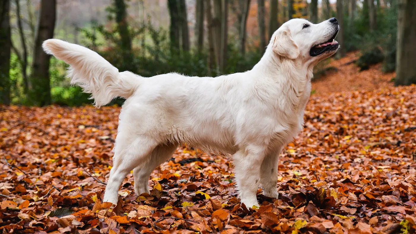 English Cream Golden Retriever breed photo