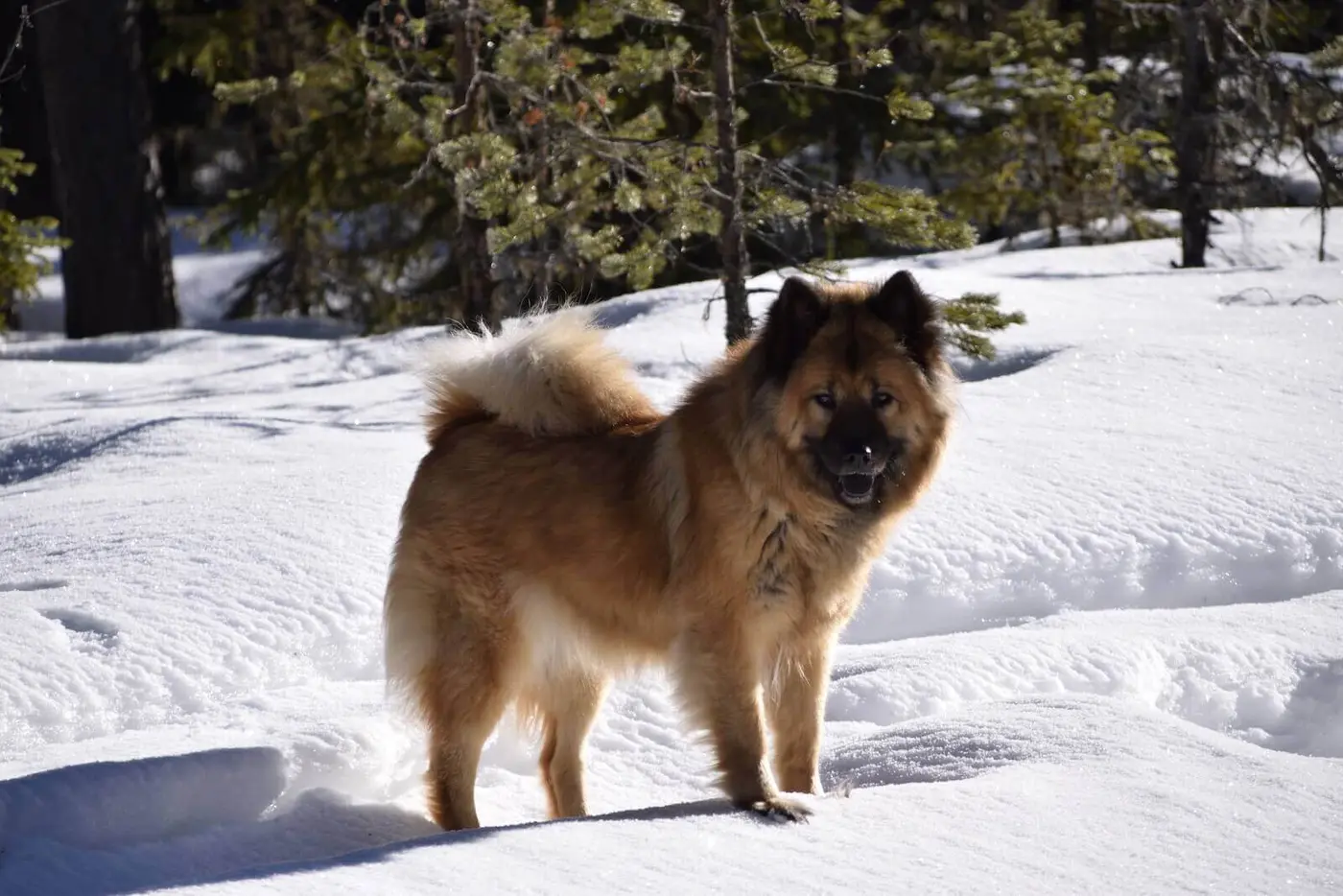 Eurasian breed photo