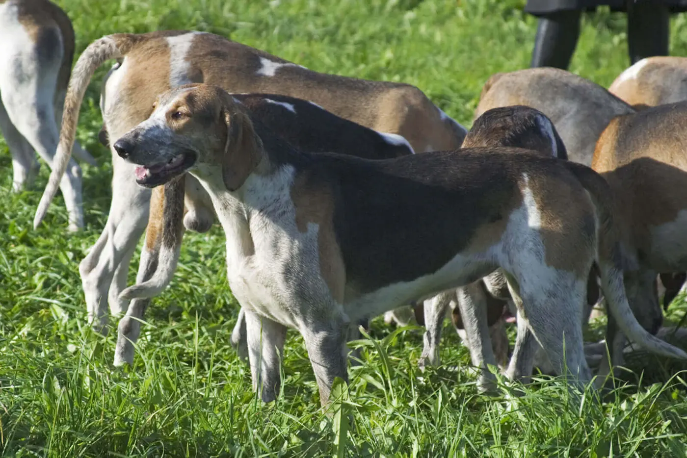 Great Anglo-Francais Tricolor Hound breed photo