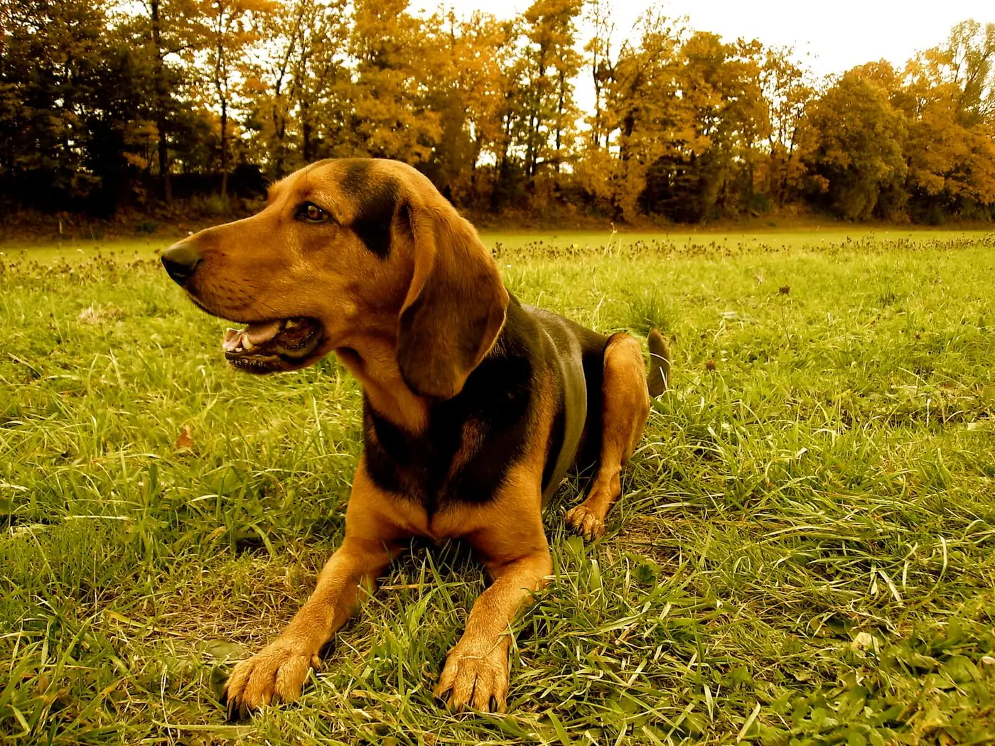 Hellenic Hound breed photo