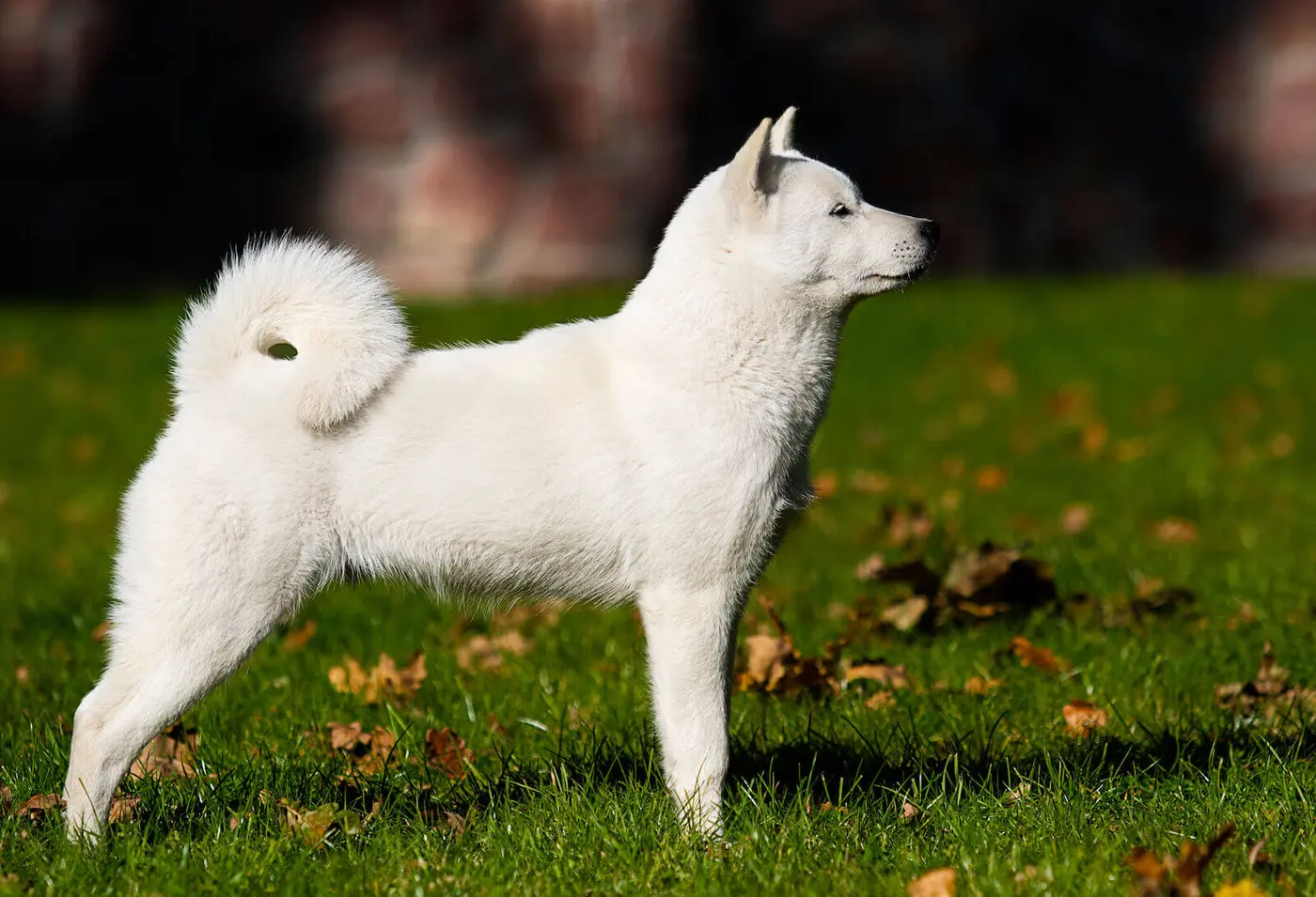 Hokkaido breed photo