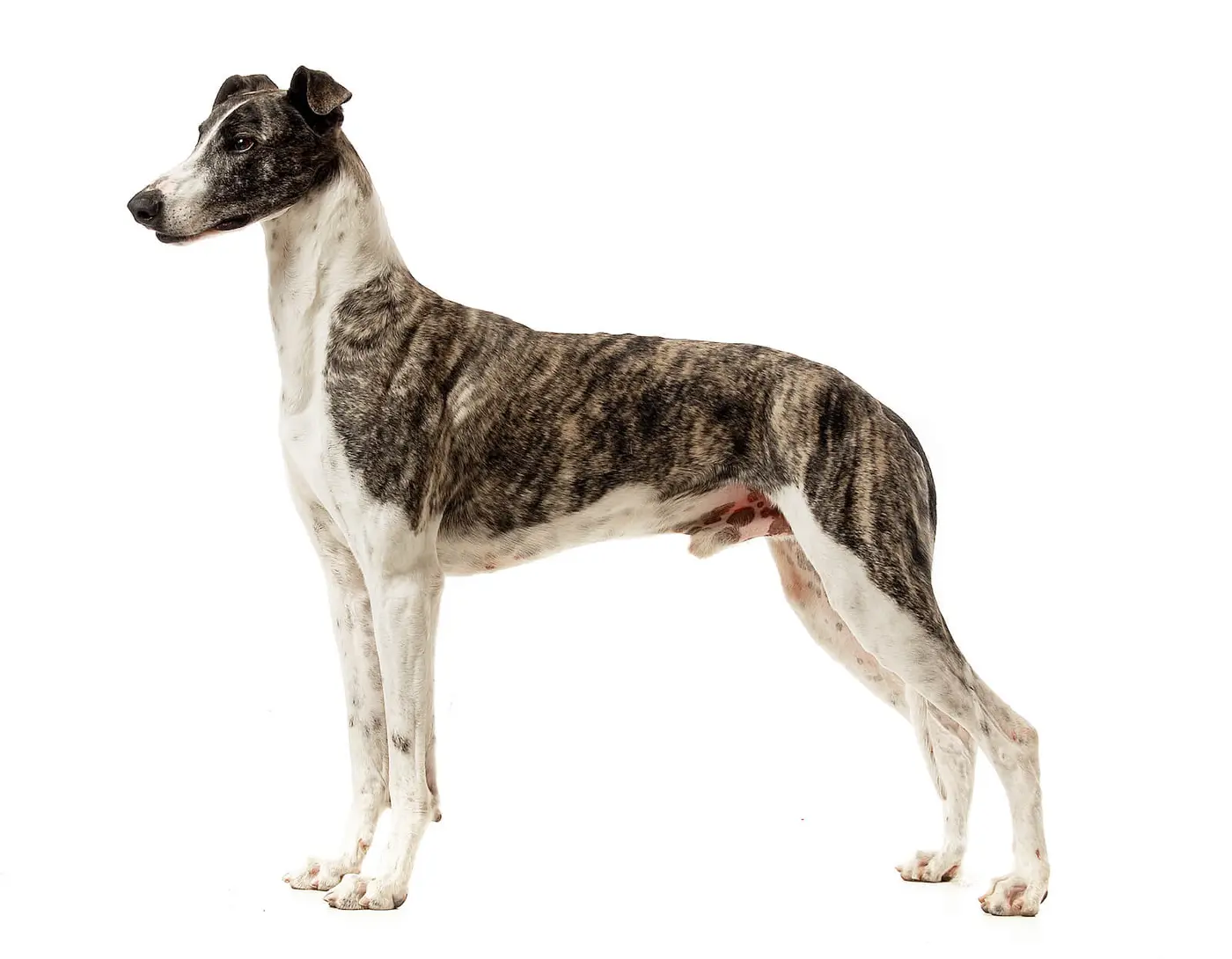Hungarian Greyhound breed photo