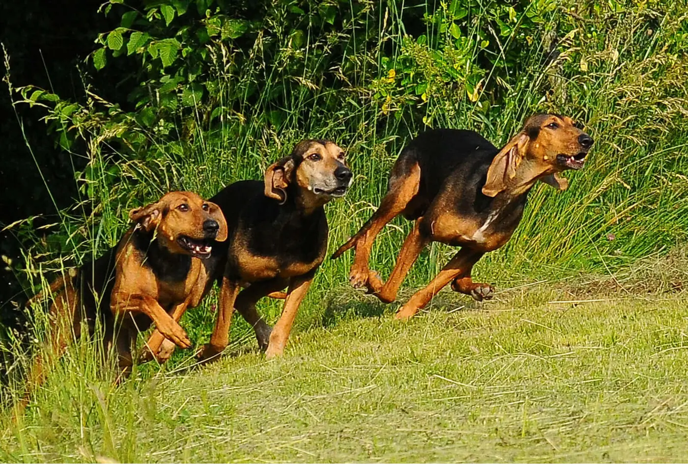 Italian Hound breed photo