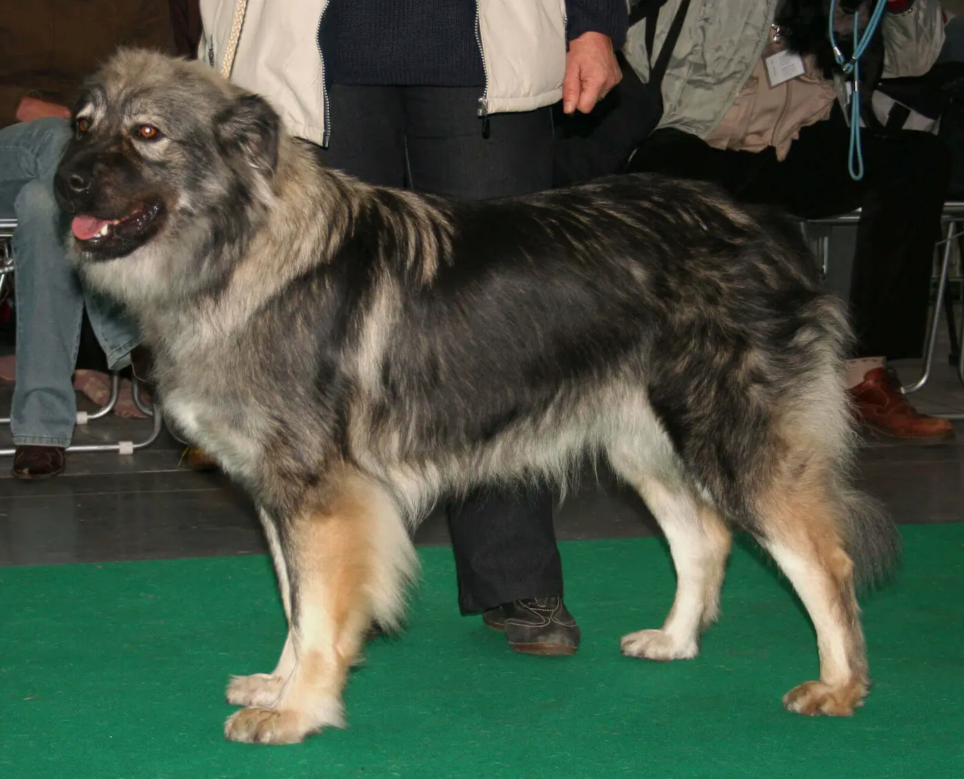 Karst Shepherd Dog breed photo