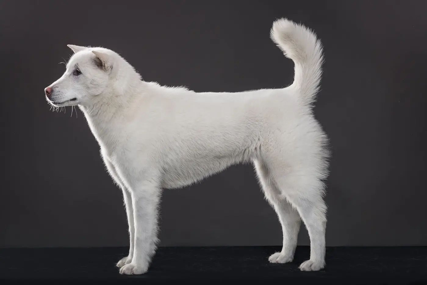Kishu Ken breed photo