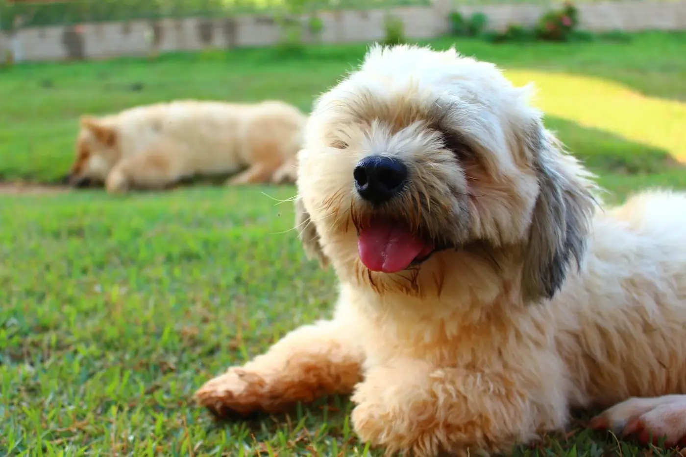 Lhasapoo breed photo