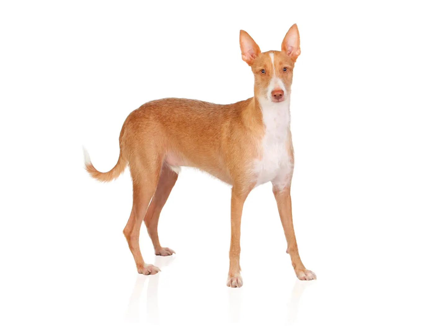 Spanish Hound breed photo