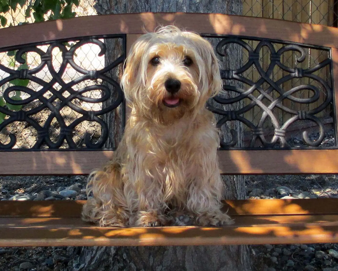 Sporting Lucas Terrier breed photo