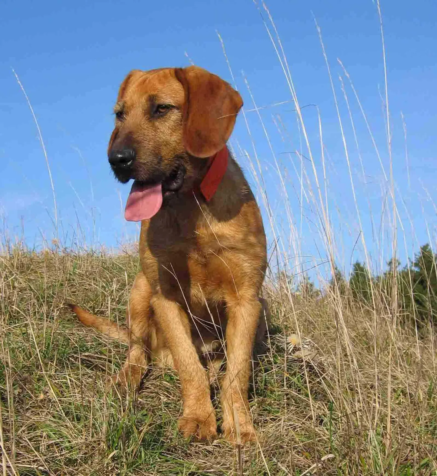 Styrian Coarse Haired Hound breed photo