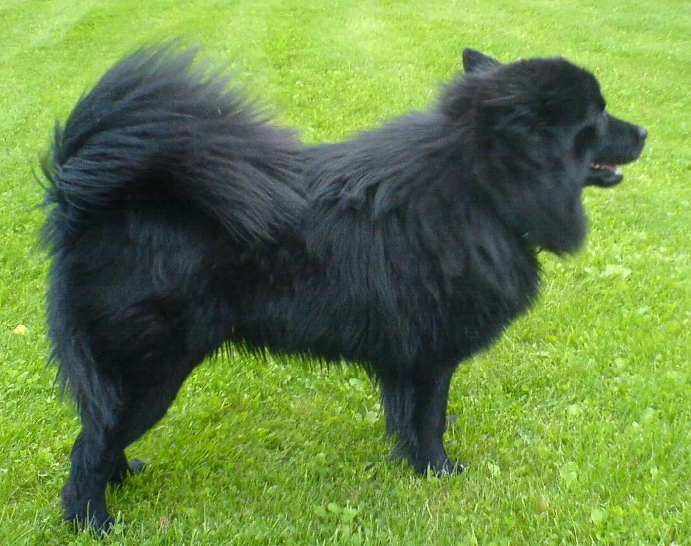 Swedish Lapphund breed photo