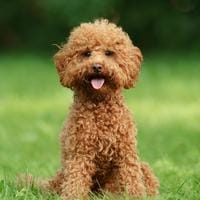 Poodle - Miniature 