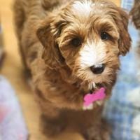 Australian Labradoodle