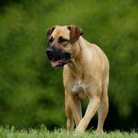 Boerboel