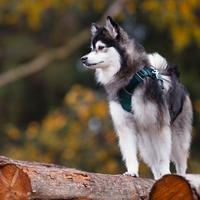 Pomsky