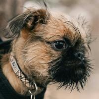 Brussels Griffon