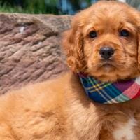 Miniature Golden Retriever