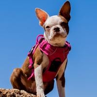 Frenchton