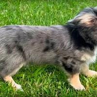 Chiweenie
