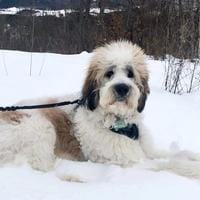 Saint Berdoodle