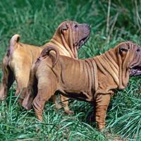 Miniature Shar-Pei
