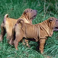 Miniature Shar-Pei