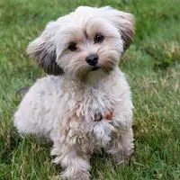 Morkie