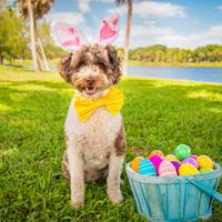 Miniature Bernedoodle