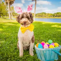 Miniature Bernedoodle