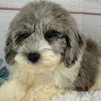 Poochon