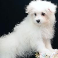 Maltipom
